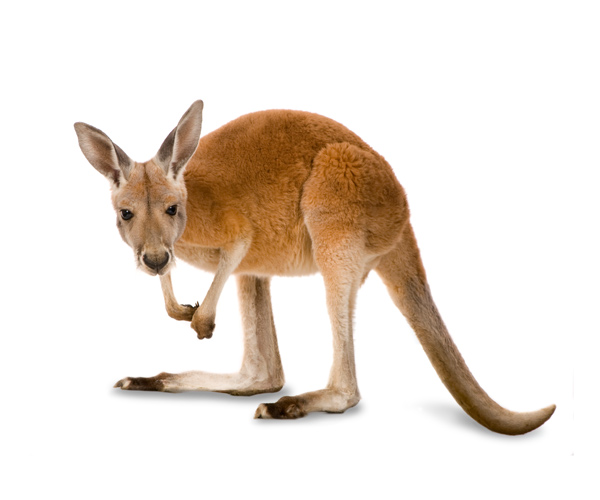 Kangaroo